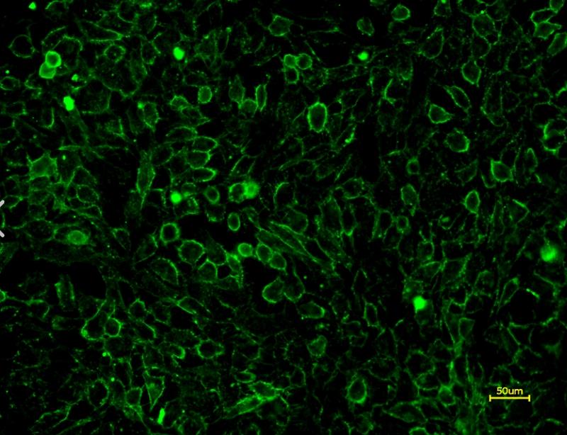 FITC-ConA，FITC-刀豆球蛋白A