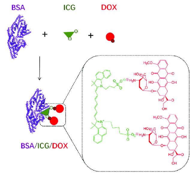 吲哚菁绿标记牛血清白蛋白，ICG-BSA