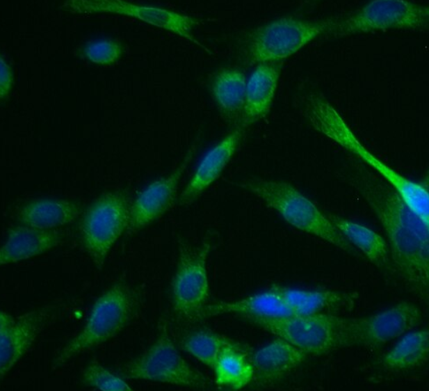 大鼠胃平滑肌细胞