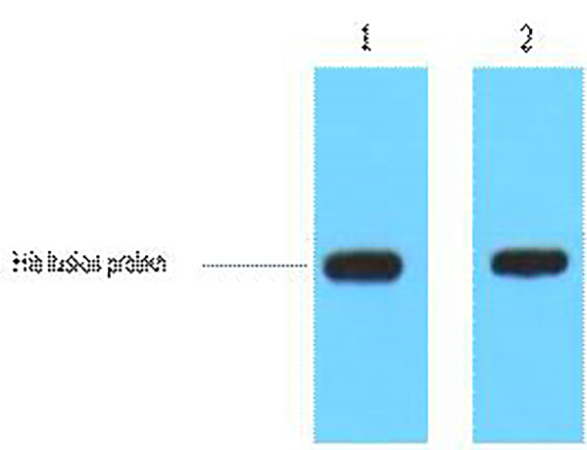 His-Tag Polyclonal Antibody   | 标签抗体 | EnkiLife恩玑生命