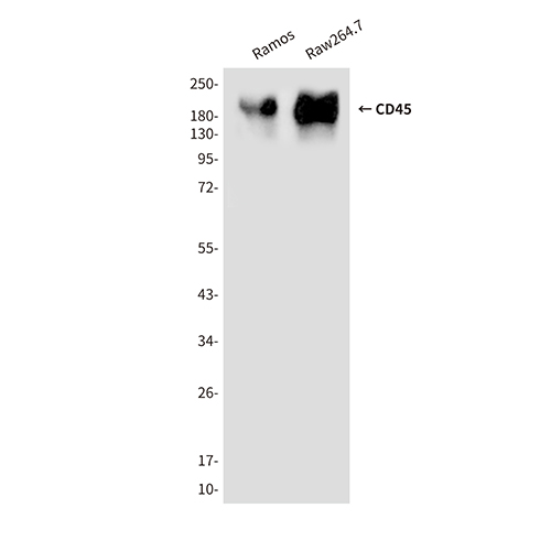 CD45 Mouse Monoclonal Antibody | 鼠单抗 | EnkiLife恩玑生命