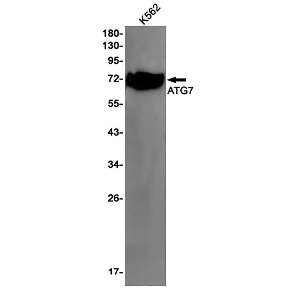 ATG7 Rabbit Monoclonal Antibody | 兔单抗 | EnkiLife恩玑生命