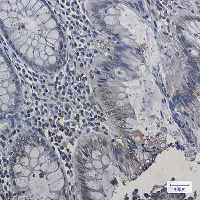 HP1 alpha Rabbit Monoclonal Antibody | 兔单抗 | EnkiLife恩玑生命