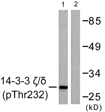 14-3-3 ζ/δ (phospho Thr232) Rabbit Polyclonal Antibody | 兔多抗 | EnkiLife恩玑生命