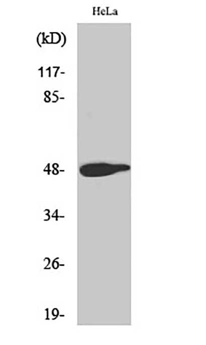 AP-1 (phospho Thr239) Rabbit Polyclonal Antibody | 兔多抗 | EnkiLife恩玑生命