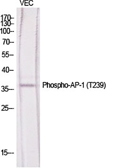 AP-1 (phospho Thr239) Rabbit Polyclonal Antibody | 兔多抗 | EnkiLife恩玑生命