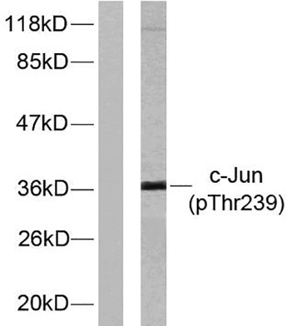 AP-1 (phospho Thr239) Rabbit Polyclonal Antibody | 兔多抗 | EnkiLife恩玑生命