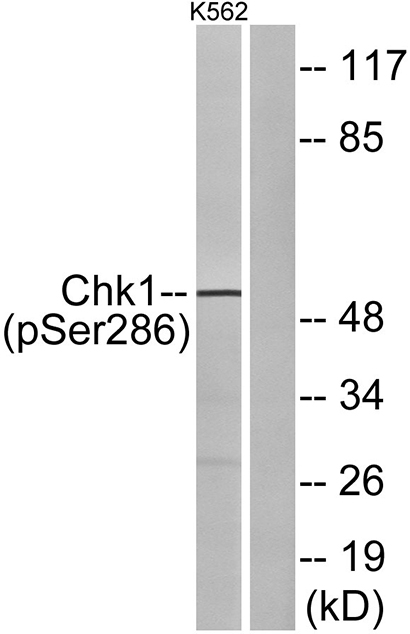 Chk1 (phospho Ser286) Rabbit Polyclonal Antibody | 兔多抗 | EnkiLife恩玑生命