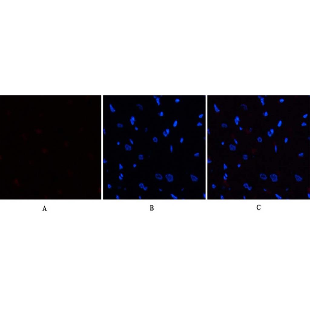 eIF2α (phospho Ser51) Rabbit Polyclonal Antibody | 兔多抗 | EnkiLife恩玑生命