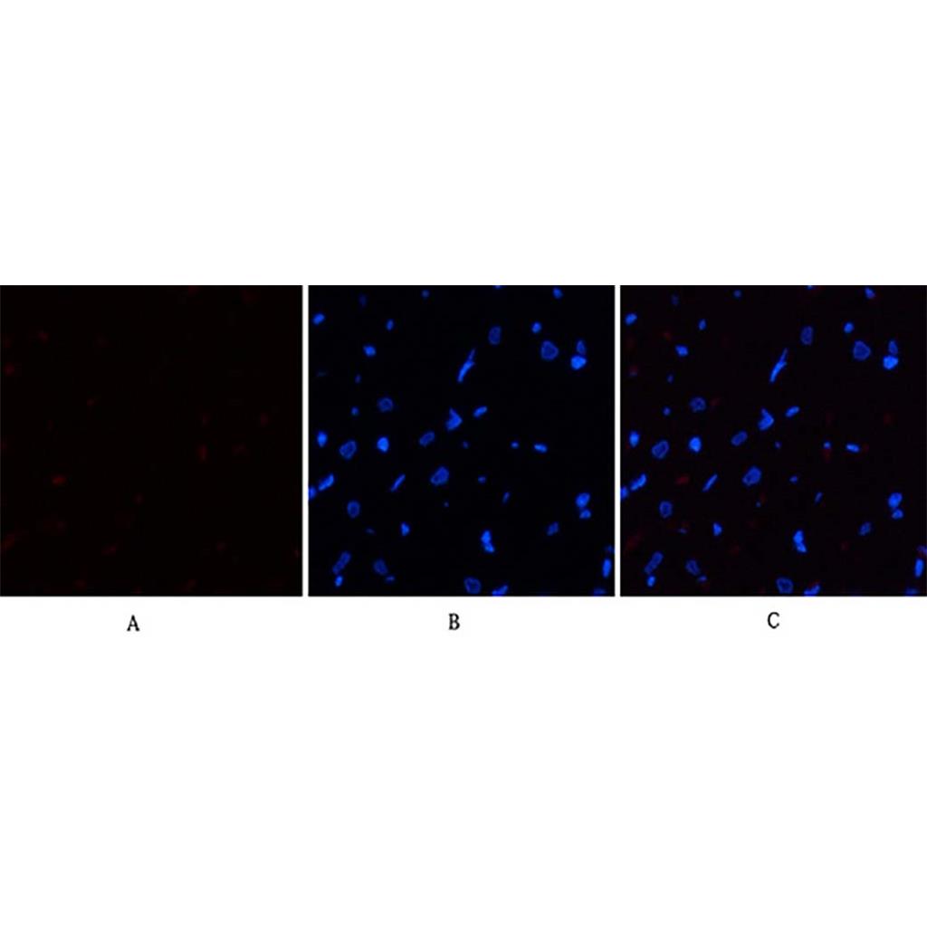eIF2α (phospho Ser51) Rabbit Polyclonal Antibody | 兔多抗 | EnkiLife恩玑生命