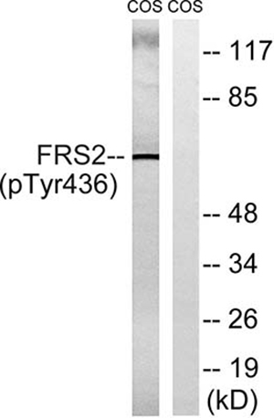 FRS2 (phospho Tyr436) Rabbit Polyclonal Antibody | 兔多抗 | EnkiLife恩玑生命