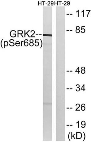 GRK 2 (phospho Ser685) Rabbit Polyclonal Antibody | 兔多抗 | EnkiLife恩玑生命