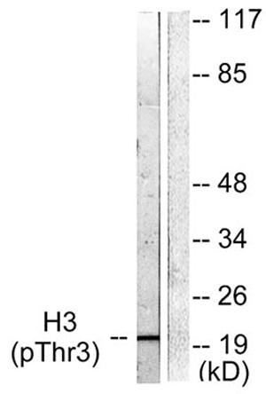 Histone H3 (phospho Thr3) Rabbit Polyclonal Antibody | 兔多抗 | EnkiLife恩玑生命