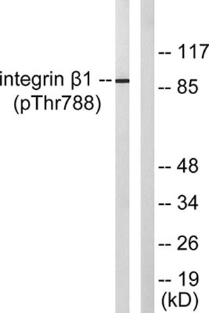 Integrin β1 (phospho Thr788) Rabbit Polyclonal Antibody | 兔多抗 | EnkiLife恩玑生命