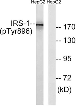 IRS-1 (phospho Tyr896) Rabbit Polyclonal Antibody | 兔多抗 | EnkiLife恩玑生命