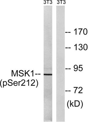 MSK1 (phospho Ser212) Rabbit Polyclonal Antibody | 兔多抗 | EnkiLife恩玑生命
