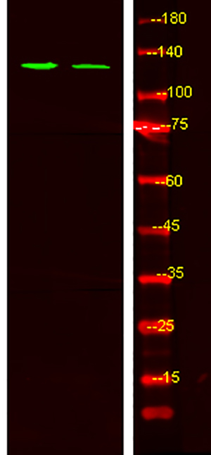Tie2 (phospho-Ser1119) Rabbit Polyclonal Antibody | 兔多抗 | EnkiLife恩玑生命