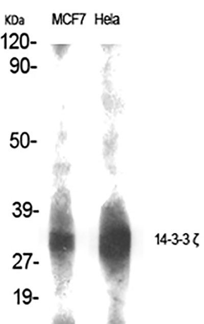 14-3-3 ζ Rabbit Polyclonal Antibody | 兔多抗 | EnkiLife恩玑生命