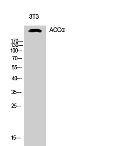 ACCα Rabbit Polyclonal Antibody | 兔多抗 | EnkiLife恩玑生命