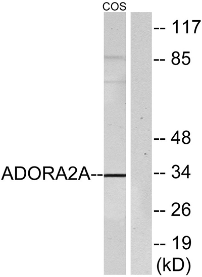 Adenosine A2A-R Rabbit Polyclonal Antibody | 兔多抗 | EnkiLife恩玑生命