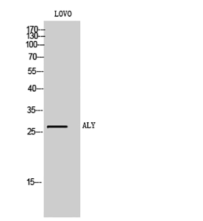 ALY Rabbit Polyclonal Antibody | 兔多抗 | EnkiLife恩玑生命