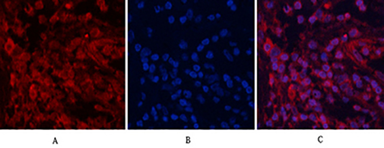 AP-1 Rabbit Polyclonal Antibody | 兔多抗 | EnkiLife恩玑生命