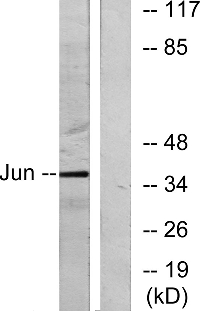 AP-1 Rabbit Polyclonal Antibody | 兔多抗 | EnkiLife恩玑生命
