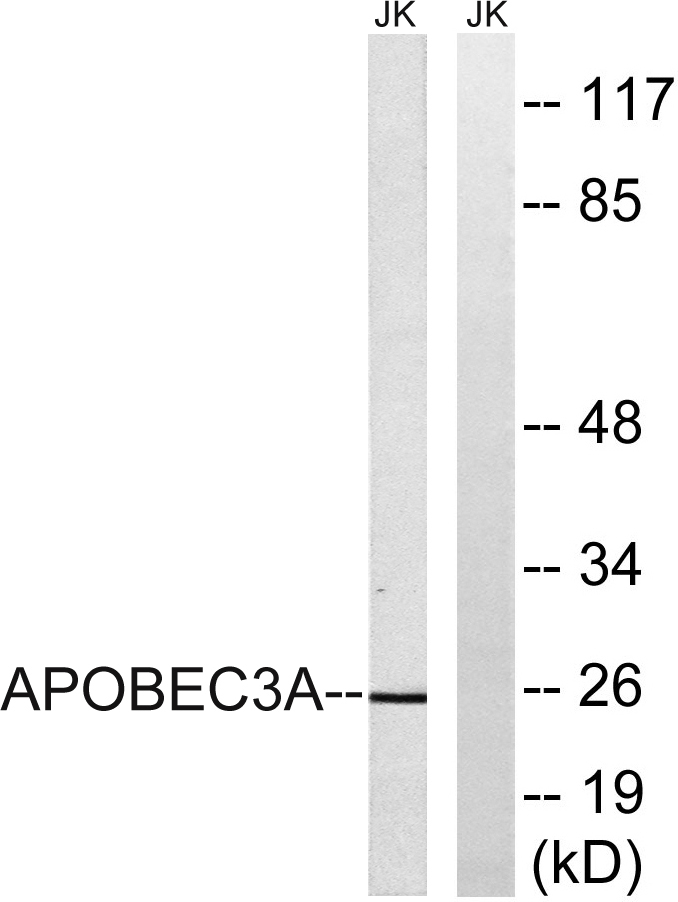 APOBEC3A Rabbit Polyclonal Antibody | 兔多抗 | EnkiLife恩玑生命
