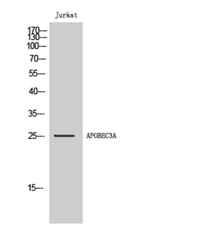 APOBEC3A Rabbit Polyclonal Antibody | 兔多抗 | EnkiLife恩玑生命