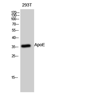 ApoE Rabbit Polyclonal Antibody | 兔多抗 | EnkiLife恩玑生命