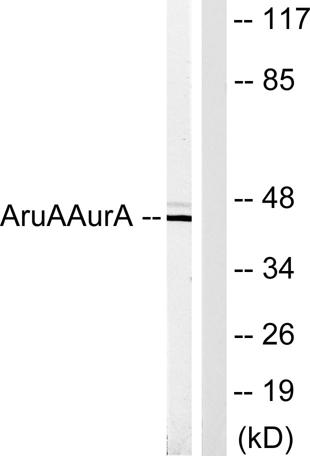 ARK-1 Rabbit Polyclonal Antibody | 兔多抗 | EnkiLife恩玑生命