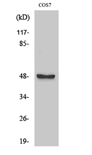 ARK-1 Rabbit Polyclonal Antibody | 兔多抗 | EnkiLife恩玑生命