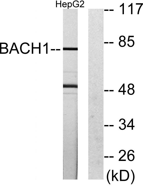 BACH1 Rabbit Polyclonal Antibody | 兔多抗 | EnkiLife恩玑生命