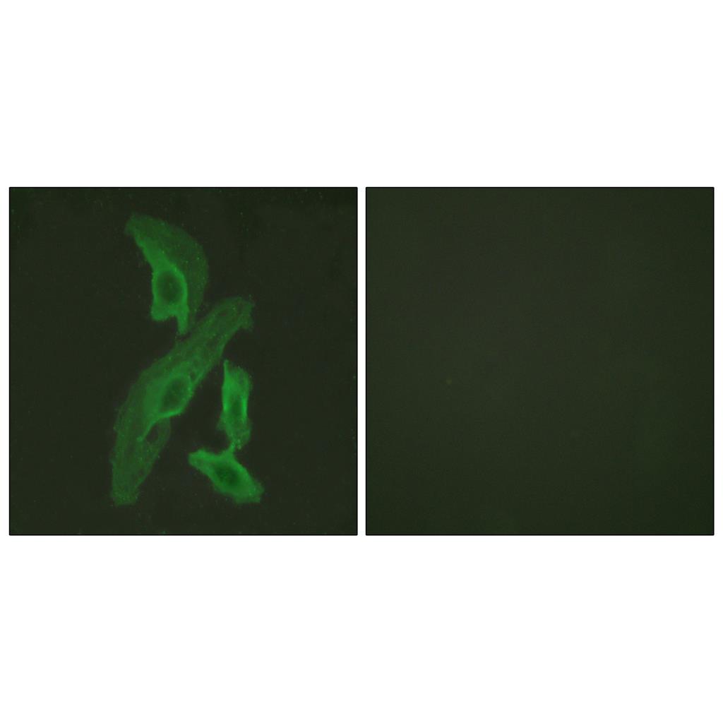 Bcl-x Rabbit Polyclonal Antibody | 兔多抗 | EnkiLife恩玑生命