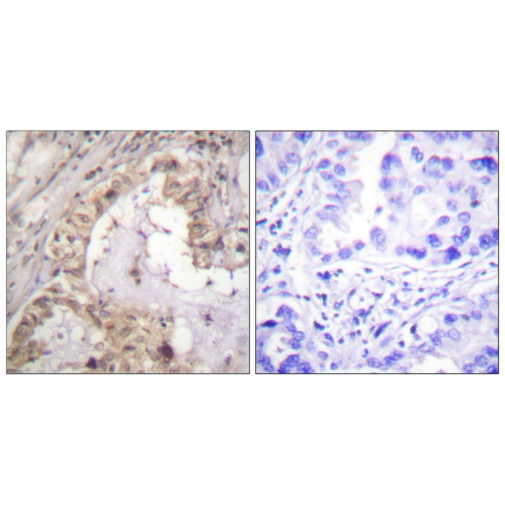 Bcl-x Rabbit Polyclonal Antibody | 兔多抗 | EnkiLife恩玑生命