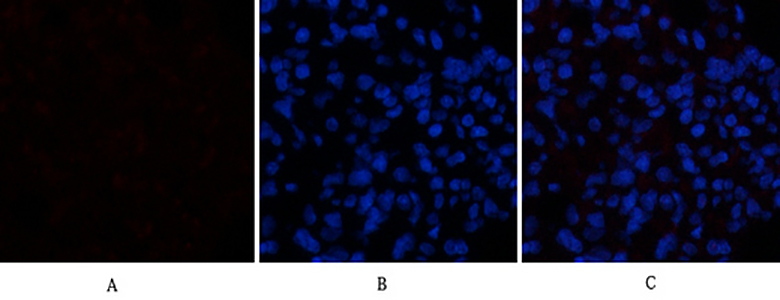 Caspase-1 Rabbit Polyclonal Antibody | 兔多抗 | EnkiLife恩玑生命