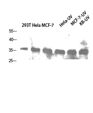 Caspase-1 Rabbit Polyclonal Antibody | 兔多抗 | EnkiLife恩玑生命