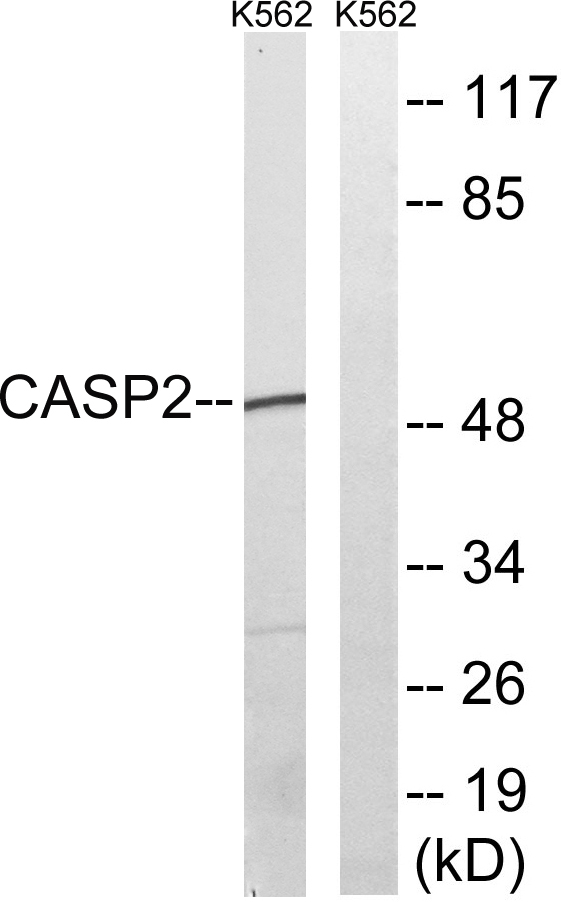 Caspase-2 Rabbit Polyclonal Antibody | 兔多抗 | EnkiLife恩玑生命