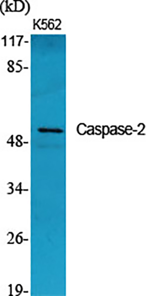 Caspase-2 Rabbit Polyclonal Antibody | 兔多抗 | EnkiLife恩玑生命