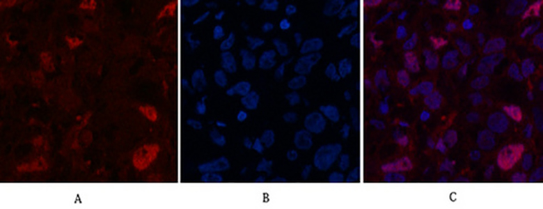 Caspase-7 Rabbit Polyclonal Antibody | 兔多抗 | EnkiLife恩玑生命