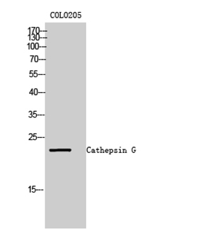Cathepsin?G Rabbit Polyclonal Antibody | 兔多抗 | EnkiLife恩玑生命