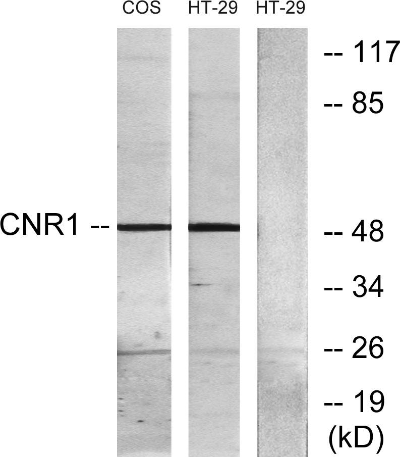 CB1 Rabbit Polyclonal Antibody | 兔多抗 | EnkiLife恩玑生命
