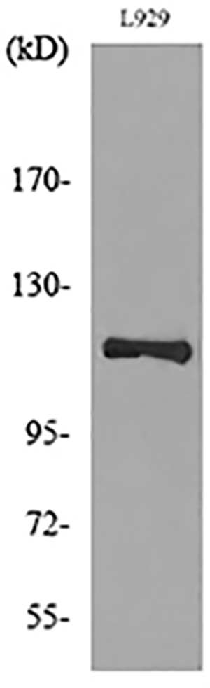 CD107a Rabbit Polyclonal Antibody | 兔多抗 | EnkiLife恩玑生命