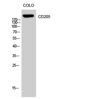 CD205 Rabbit Polyclonal Antibody | 兔多抗 | EnkiLife恩玑生命
