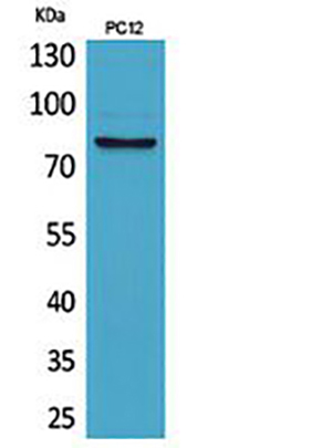 CD239 Rabbit Polyclonal Antibody | 兔多抗 | EnkiLife恩玑生命