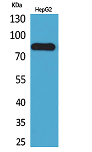 CD248 Rabbit Polyclonal Antibody | 兔多抗 | EnkiLife恩玑生命