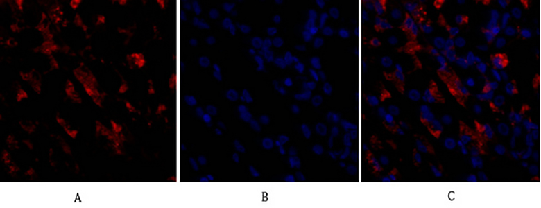CD284 Rabbit Polyclonal Antibody | 兔多抗 | EnkiLife恩玑生命