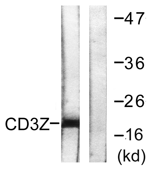 CD3 ζ Rabbit Polyclonal Antibody | 兔多抗 | EnkiLife恩玑生命