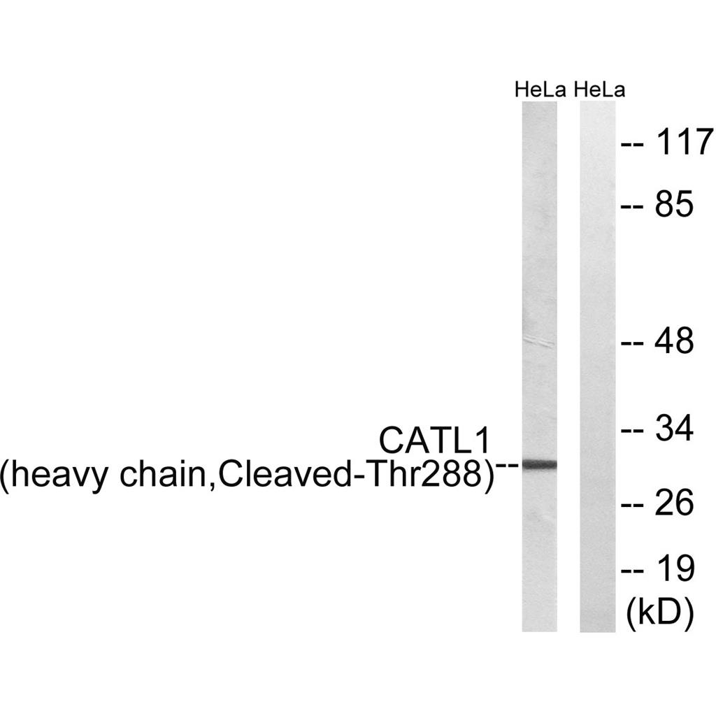 Cleaved-Cathepsin L1 HC (T288) Rabbit Polyclonal Antibody | 兔多抗 | EnkiLife恩玑生命