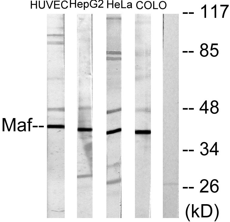 c-Maf Rabbit Polyclonal Antibody | 兔多抗 | EnkiLife恩玑生命